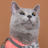 catstar
