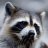 Radical Raccoon