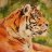 Cheepy Tiger