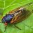 TheoTheCicada