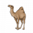 dmaphy