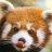 Panda_Fuligineux