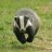 Badger