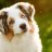 Dog Central
