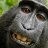 Monkeymind 🐒 ⁽⁽⁽i⁾⁾⁾